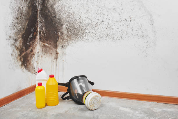 Best Local Mold Removal Service  in Thiells, NY