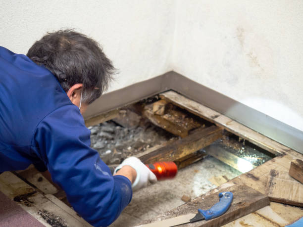 Best Fast Mold Removal  in Thiells, NY