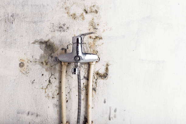 Mold Removal Process in Thiells, NY