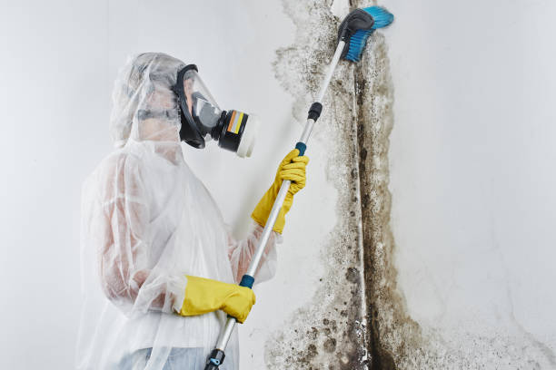 Professional Mold Removal in Thiells, NY