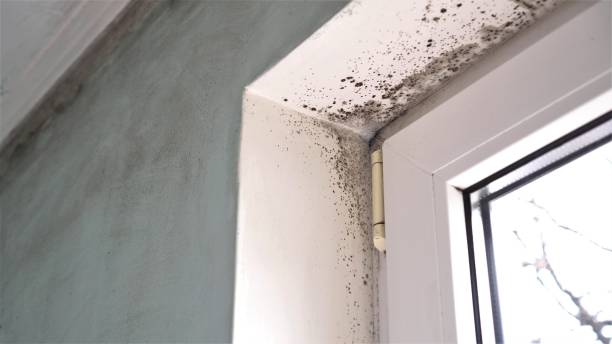 Best Residential Mold Removal  in Thiells, NY