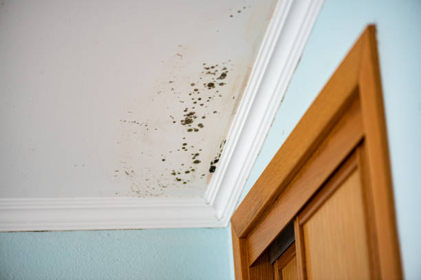 Best Black Mold Removal  in Thiells, NY