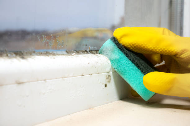 Best Mold Inspection  in Thiells, NY