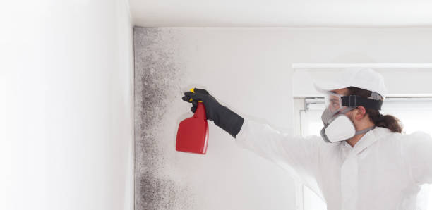Best Best Mold Removal Companies  in Thiells, NY
