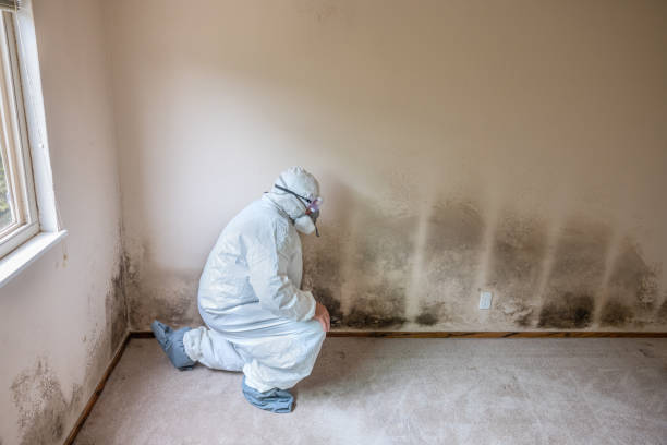 Best Same-Day Mold Removal  in Thiells, NY
