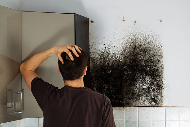 Best Office Mold Removal Services  in Thiells, NY
