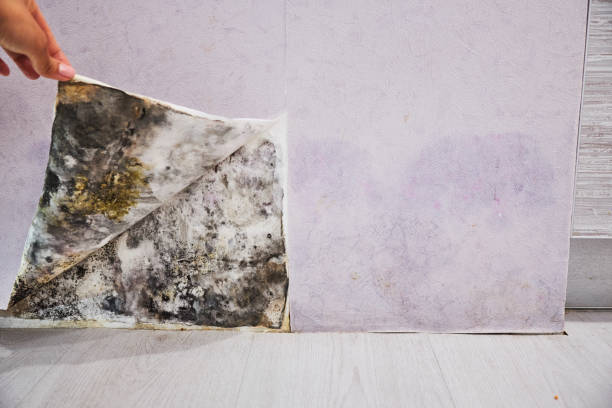 Best Commercial Mold Removal  in Thiells, NY